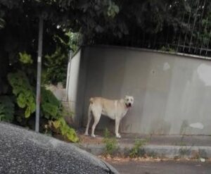 Cane incustodito a Tor Lupara