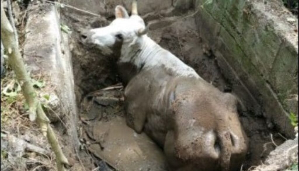 Mucca cade in un pozzo