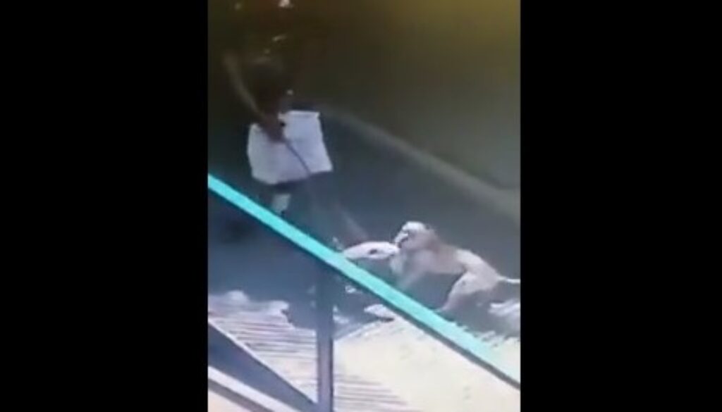 Ruba un cane