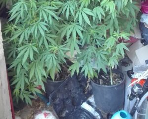 cannabis-anzio