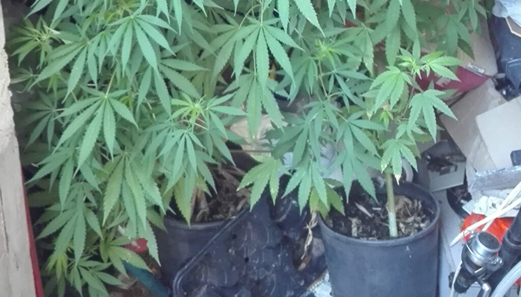 cannabis-anzio