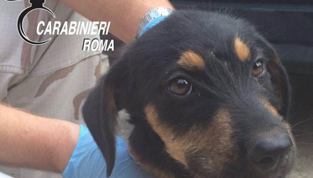 040916 SUBIACO - VALLINFREDA  51enne denunciato per maltrattamento di animali2