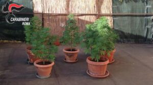 cassia-6-piante-sequestrate-a-casa-del-45enne-romano