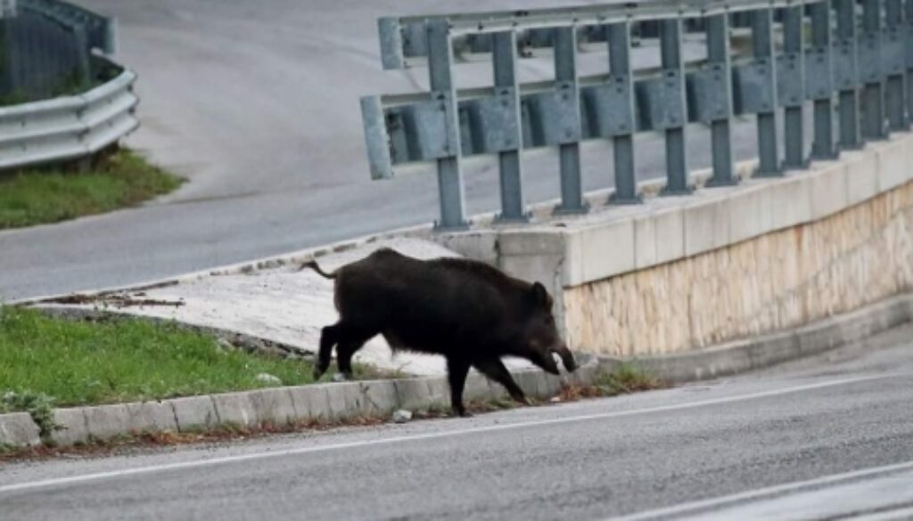 cinghiale