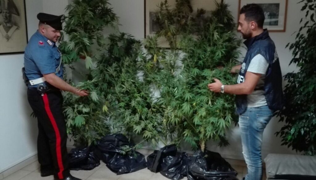 valmontone-le-piante-di-canapa-indiana-sequestrate-dai-carabinieri-1