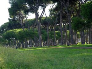 pineta-sacchetti pineta-sacchetti
