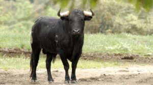 toro-autostrada-anagni-incidente