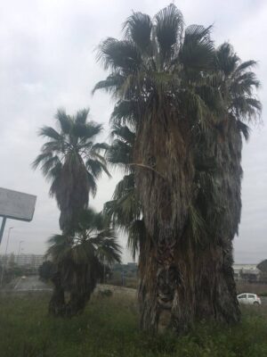 palme-piazzale-ettore-viola palme-piazzale-ettore-viola