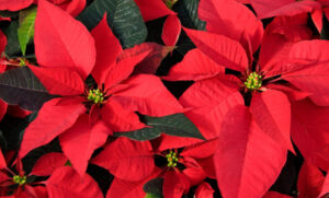stella-natale