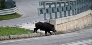 Cinghiale