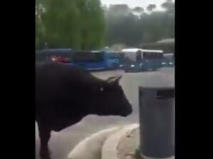 Toro