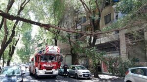 2464837_albero1