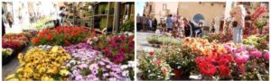 albanoinfiore_settimaedizione