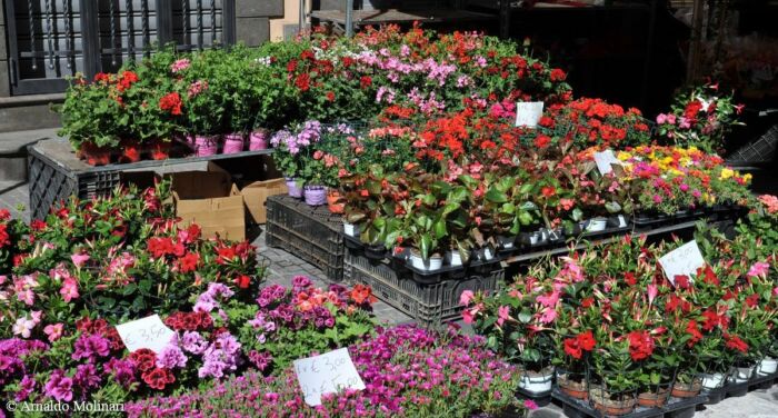 fiori