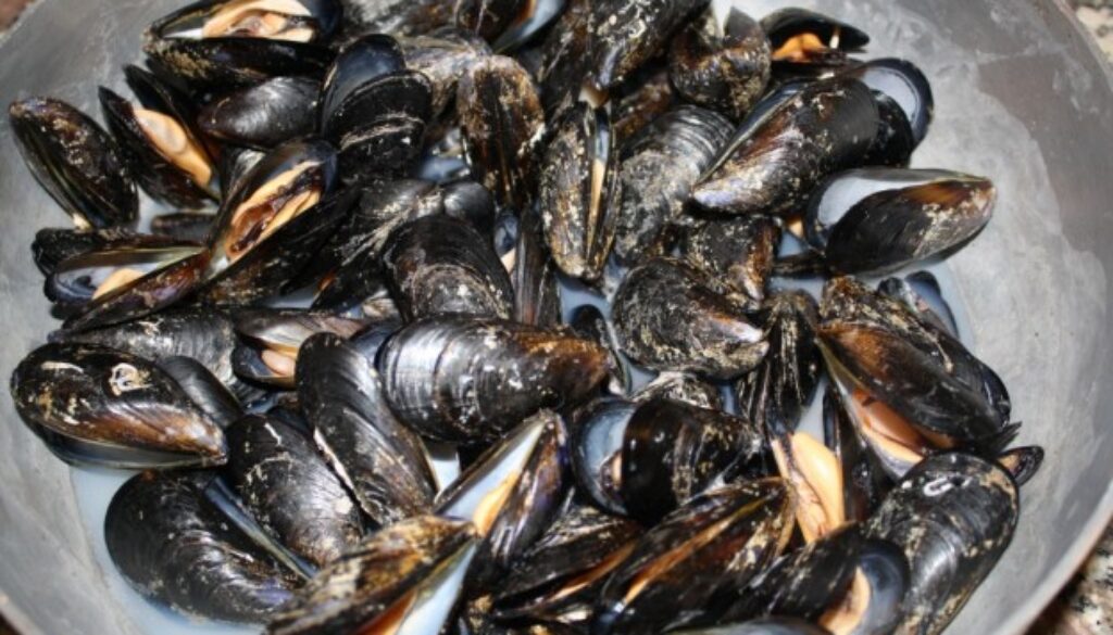 cozze.jpg cozze.jpg