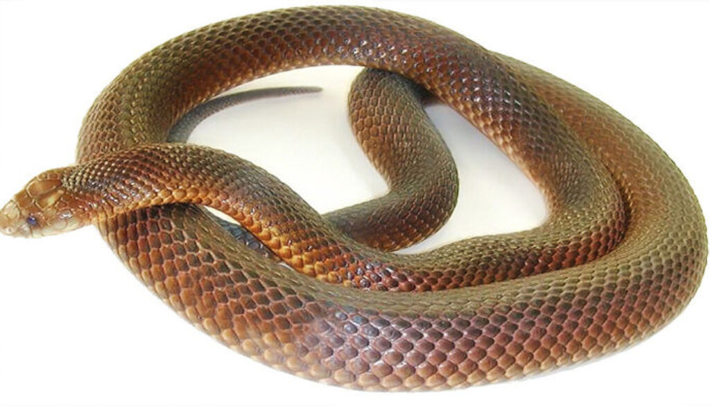 serpente.jpg