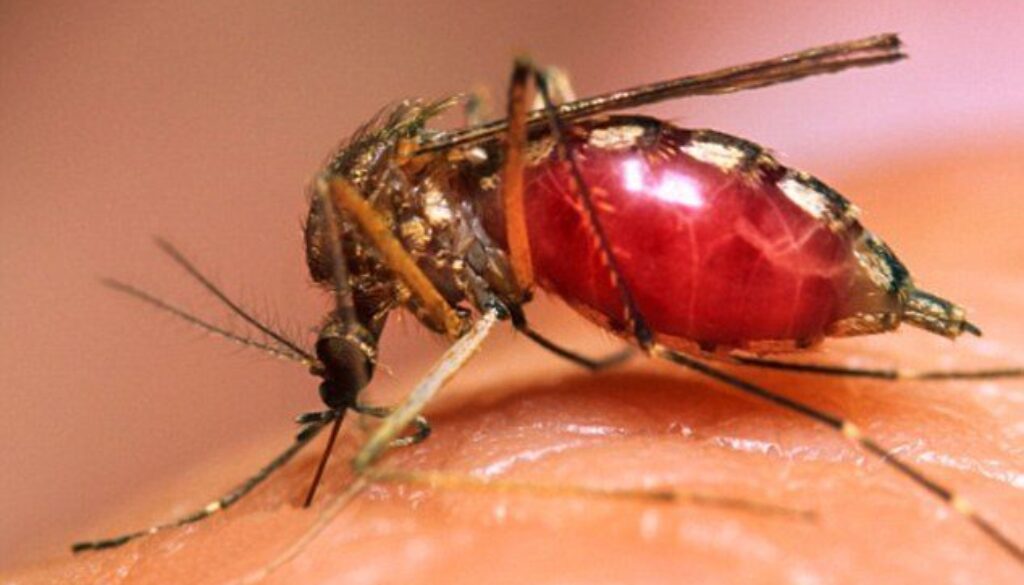 malaria.jpg