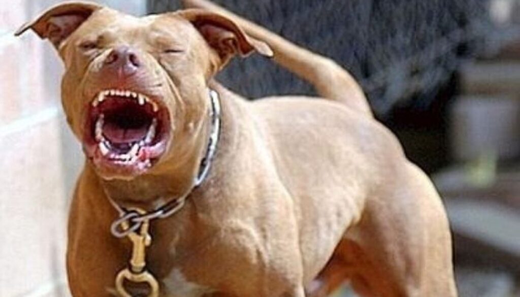 pitbull.jpg