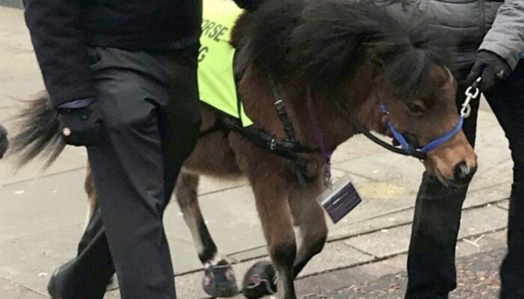 digby.jpg