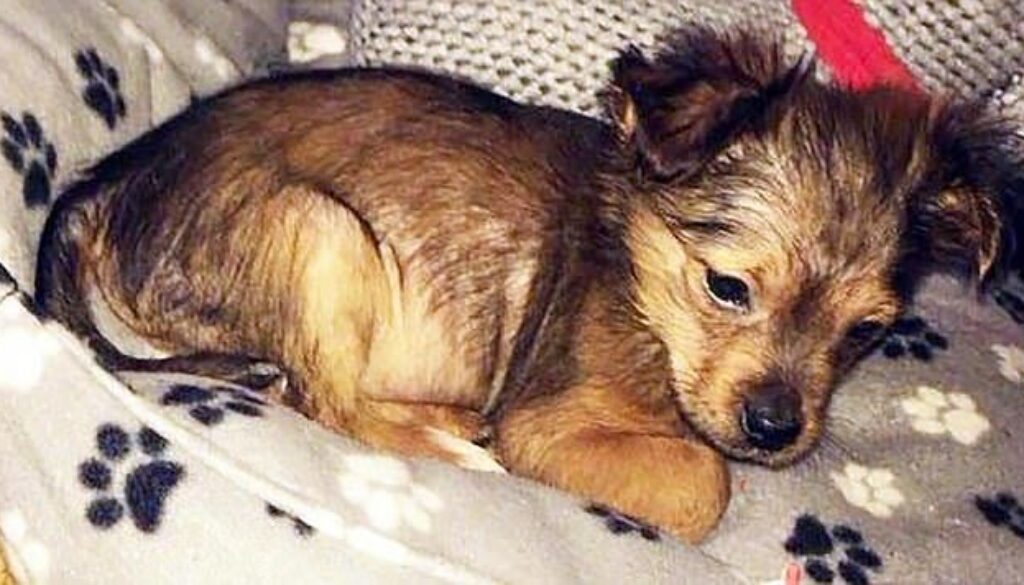 sparky.jpg sparky.jpg