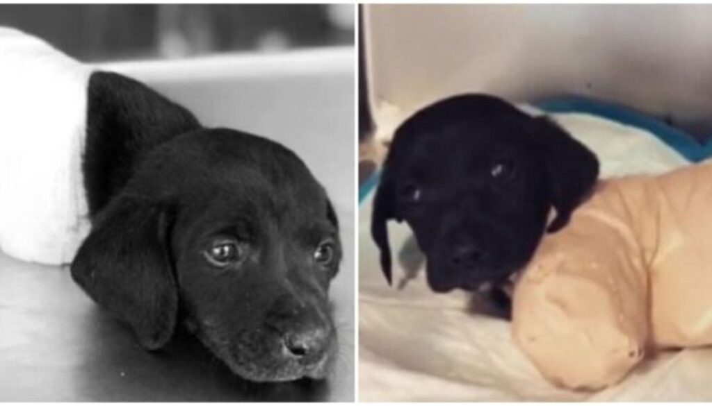 puppy.jpg
