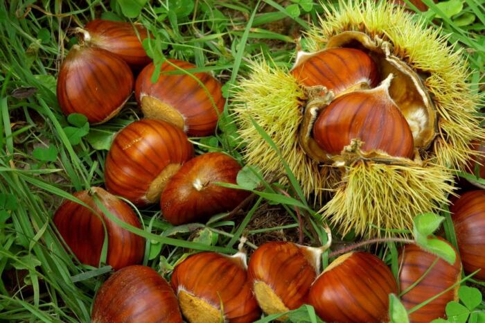castagne.jpg