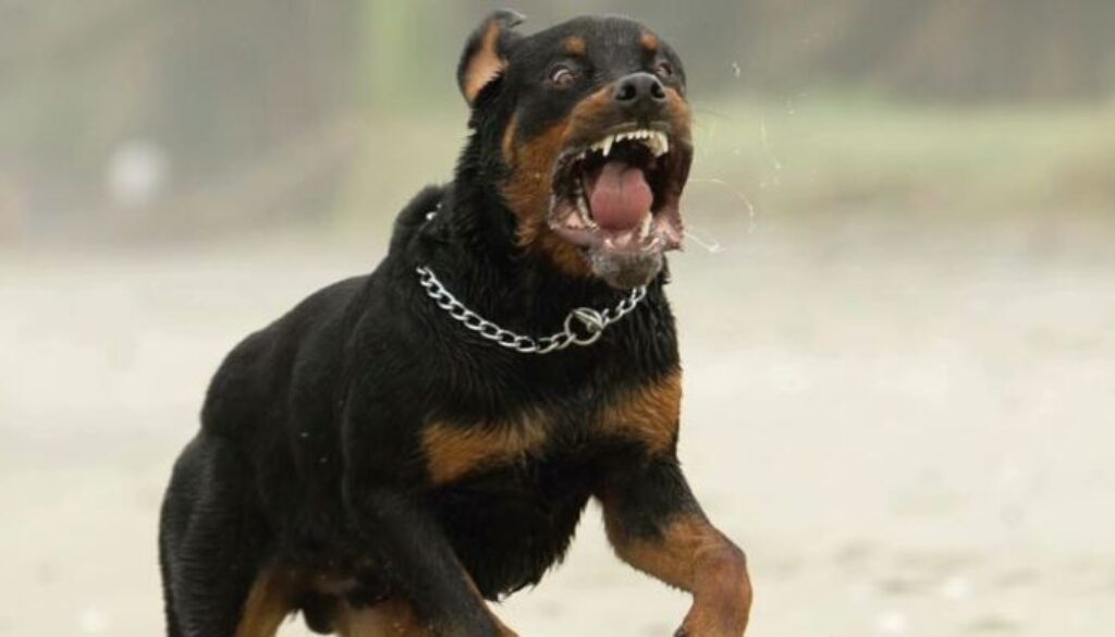 rottweiler.jpeg