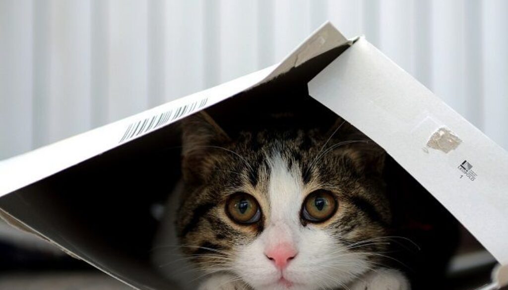 gatto-in-scatola.jpg
