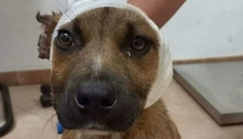 1619000829_Cane.jpg 1619000829_Cane.jpg