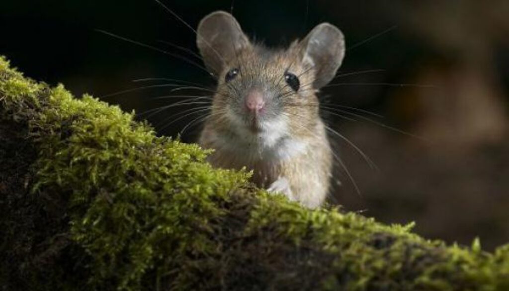 maglioni-con-peli-di-topo.jpg maglioni-con-peli-di-topo.jpg