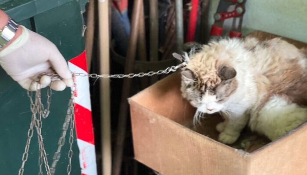 gatta-nina.jpg gatta-nina.jpg