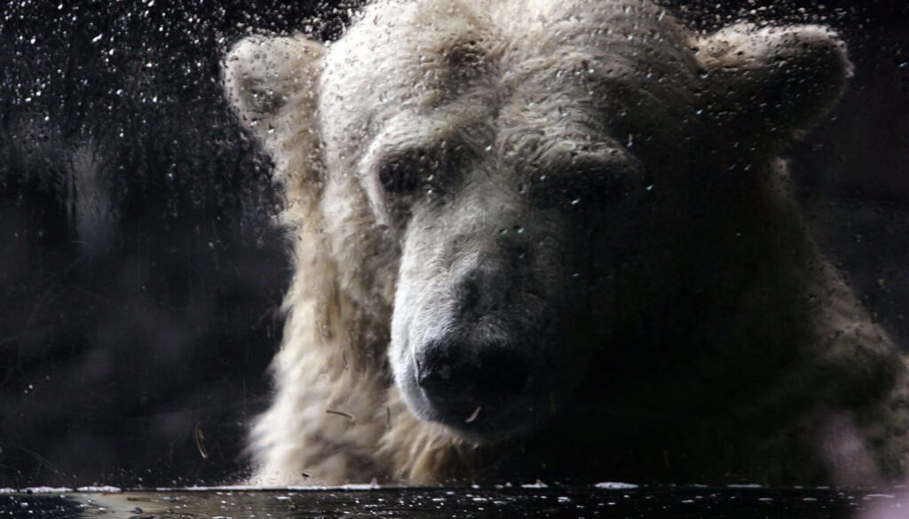 orso-polare.jpg orso-polare.jpg