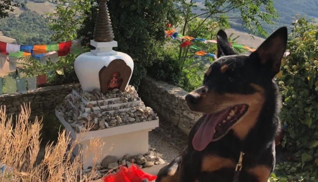 1637738537_kack-cane.jpg