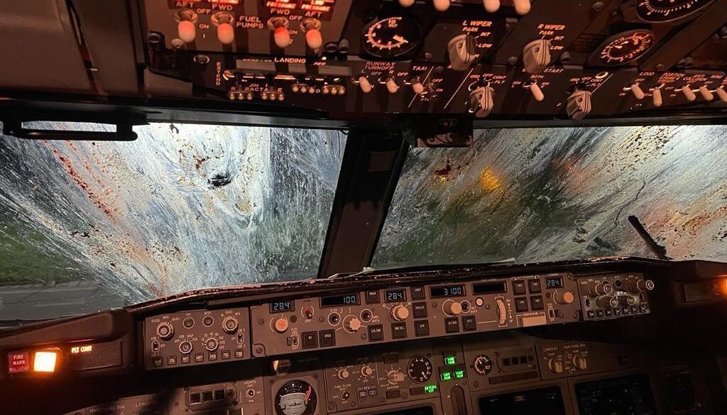 bird-strike.jpg