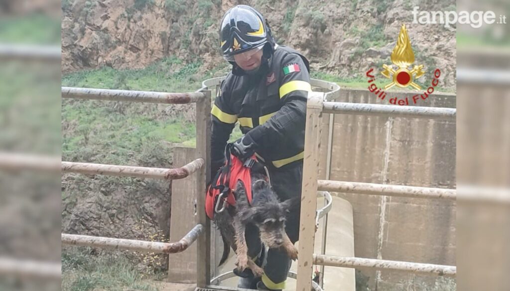 cane-salvato-vvf-palermo.jpg