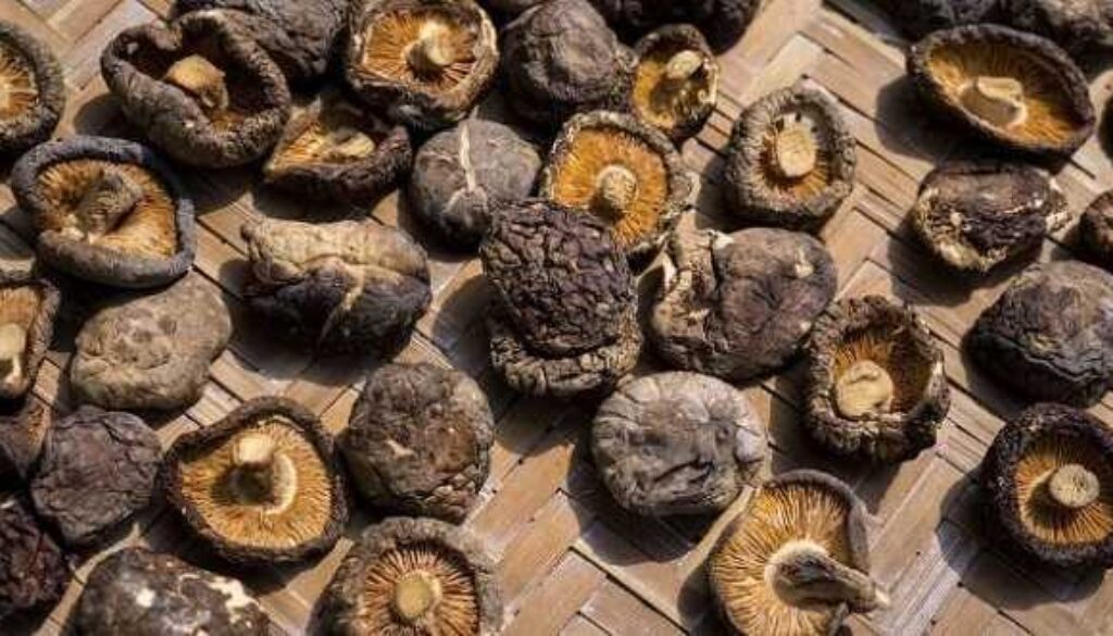 funghi-shiitake-4.jpeg