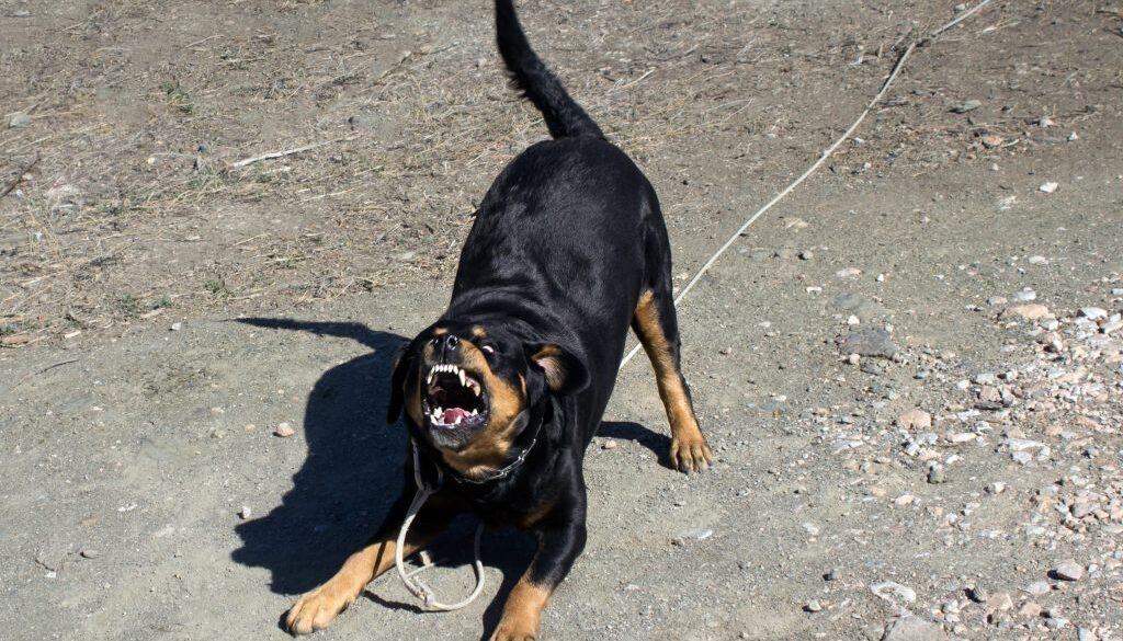 cane-.jpeg