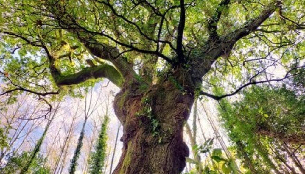 quercia-russa-squalificata-dal-concorso-di-albero-europeo-dellanno