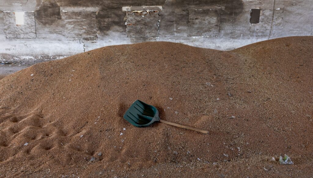 grano-3.jpg