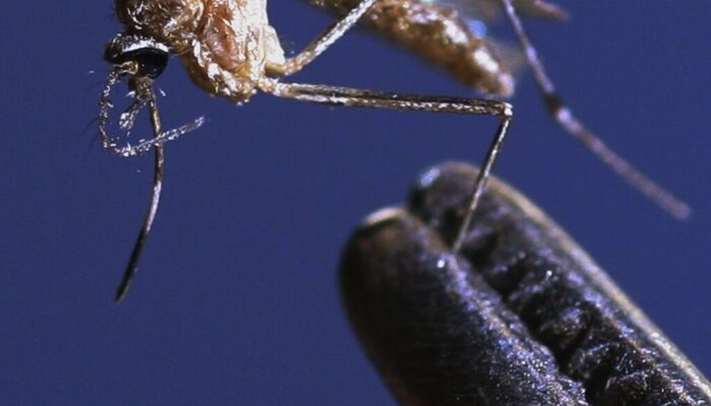 arizona-officials-battle-west-nile-virus-51160290.jpg arizona-officials-battle-west-nile-virus-51160290.jpg