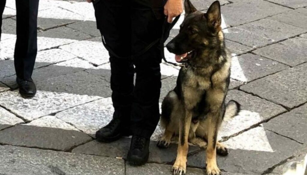 cane-ector-polizia-municipale-1024x710-1.jpg