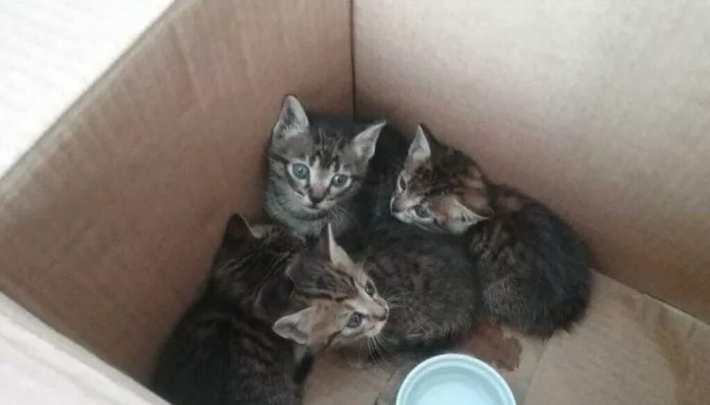 Schermata-2023-02-01-alle-14.26.57.jpg Schermata-2023-02-01-alle-14.26.57.jpg