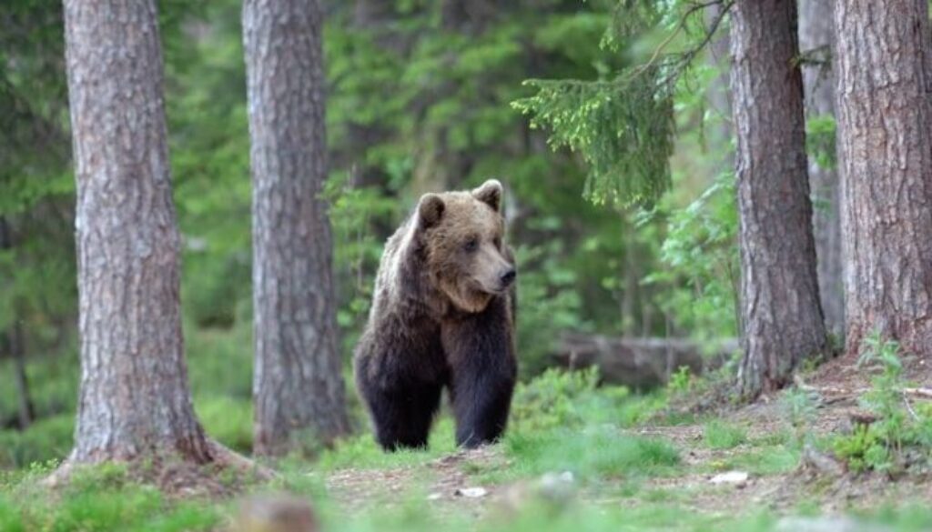 1681811238_orso.jpg