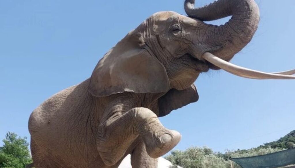 elefante-park-madia-1657898273971.jpeg