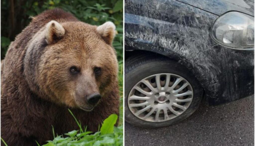 orso-auto-alto-adige.jpg