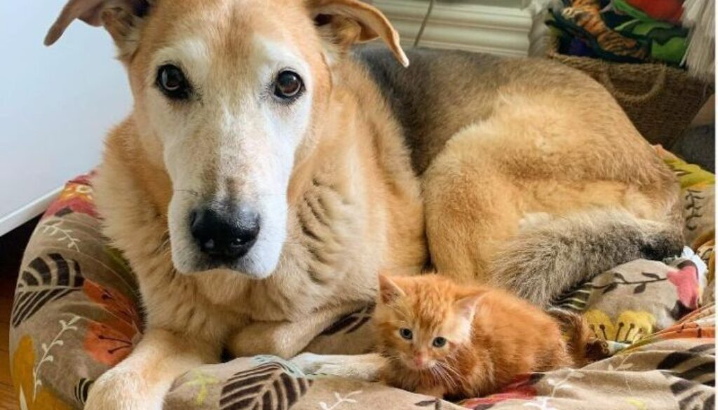 Raylan-cane-alleva-gattini.jpg Raylan-cane-alleva-gattini.jpg