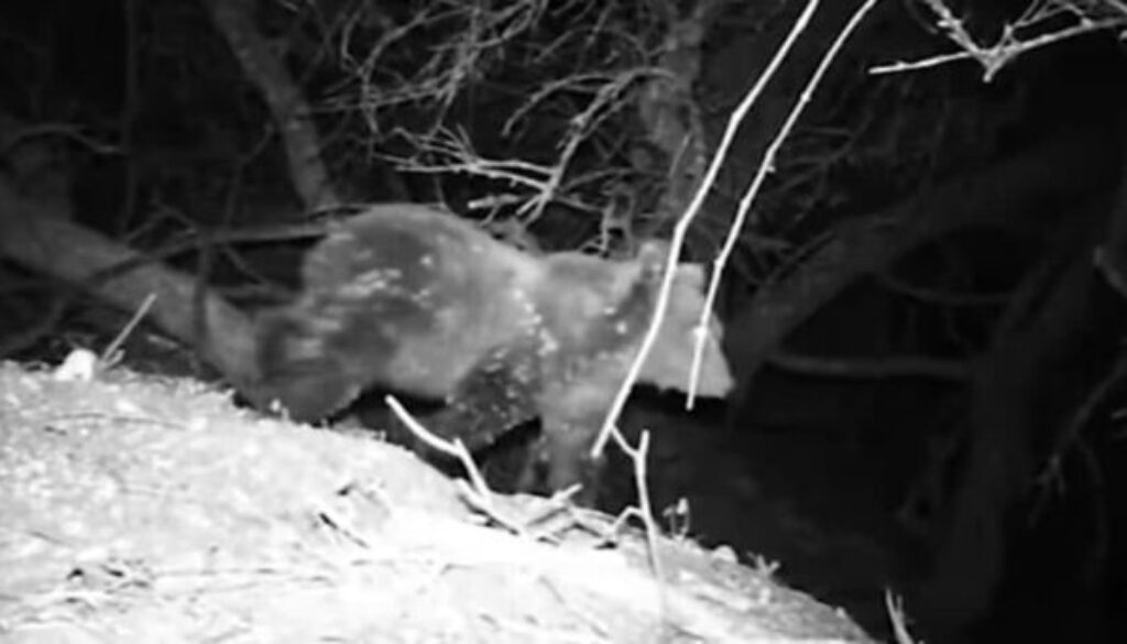 orsi-amarena-cuccioli.jpg orsi-amarena-cuccioli.jpg