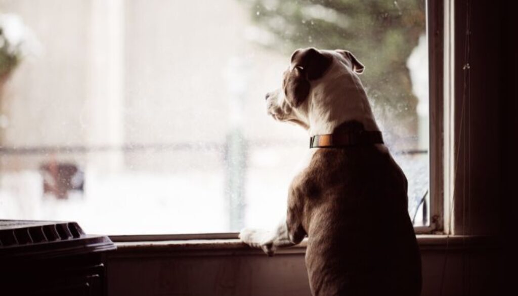 cane-abbandonato.jpg