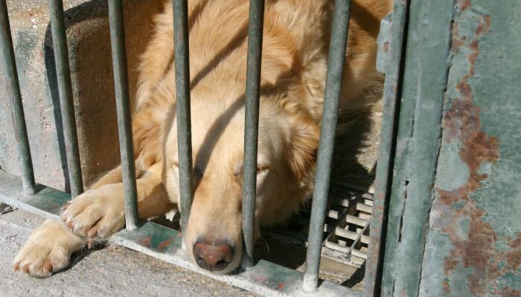 cane-in-gabbia.jpg cane-in-gabbia.jpg