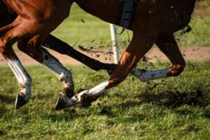 1709974111_cavallo.jpeg